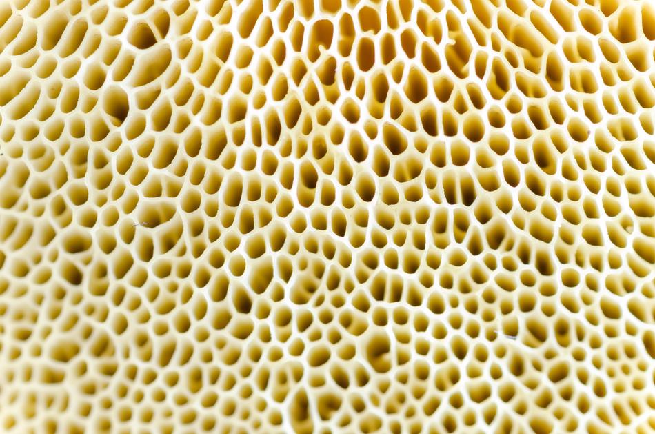 Macro Mushroom Natural
