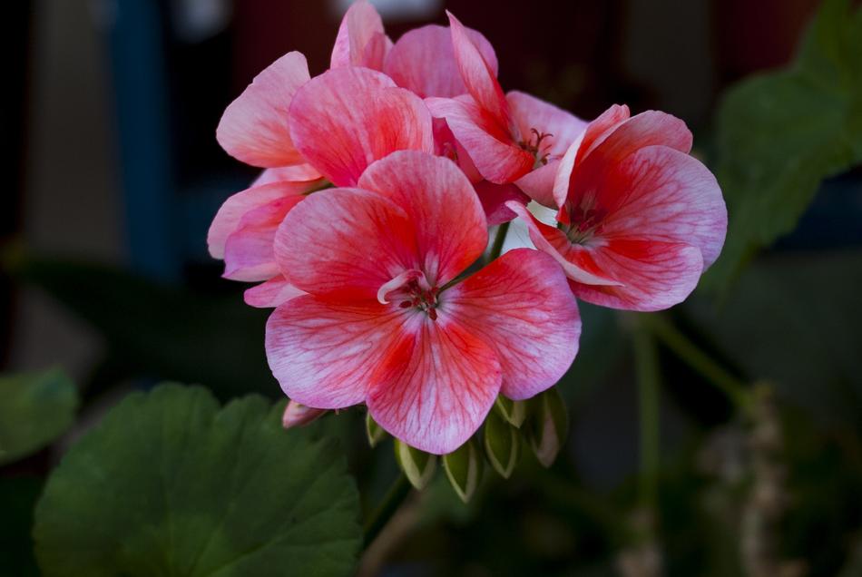 Flower Nature Plant