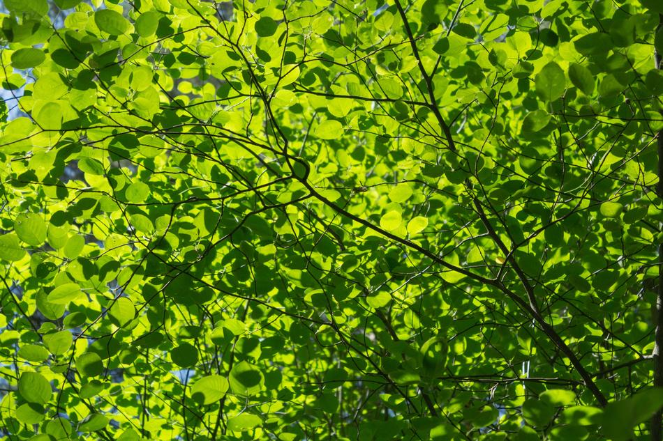 Sheet Plant Nature