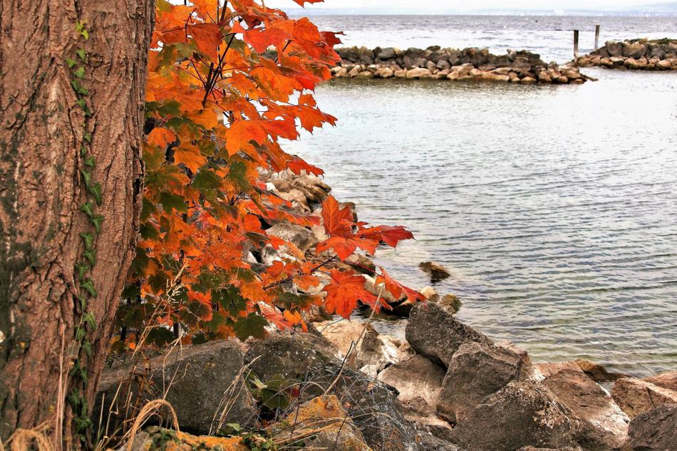 Rudy Foliage Autumn