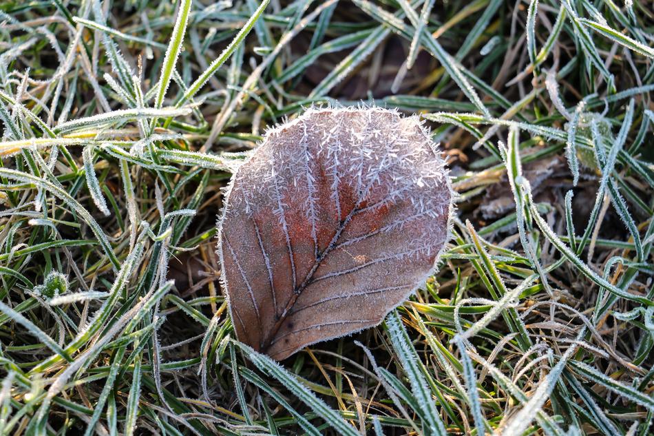 Nature Leaf Frozen