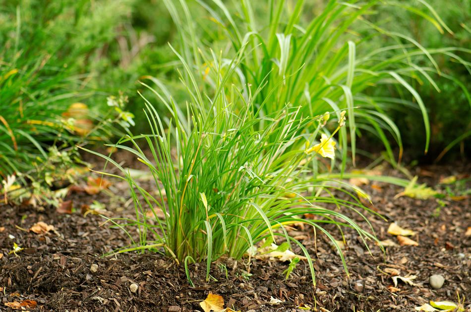 Grass Flora Nature