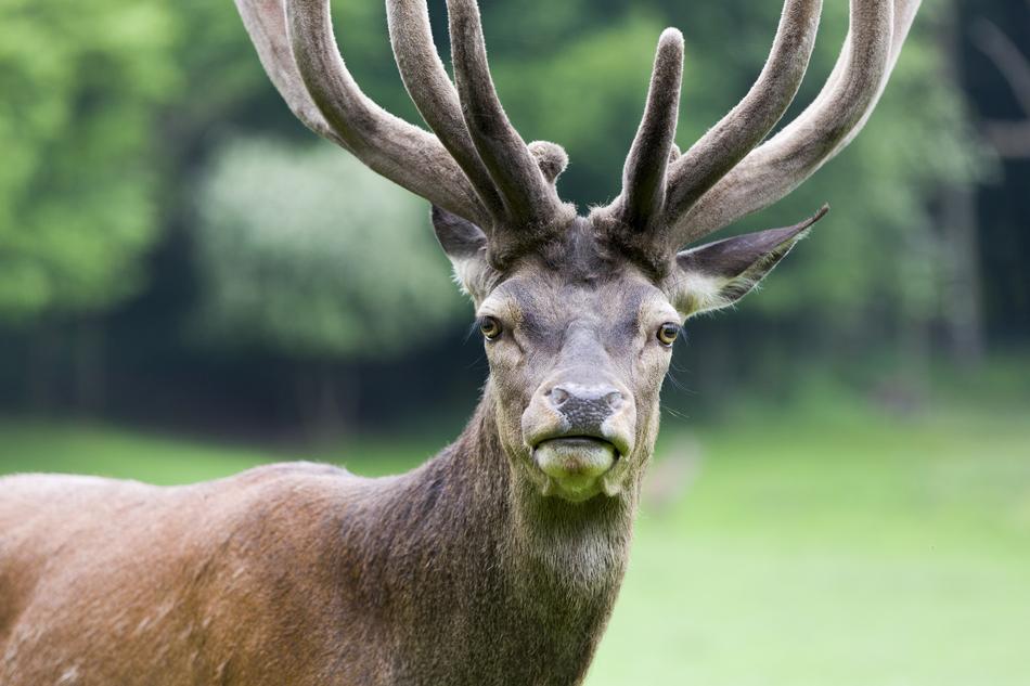 Hirsch Animal World Antler