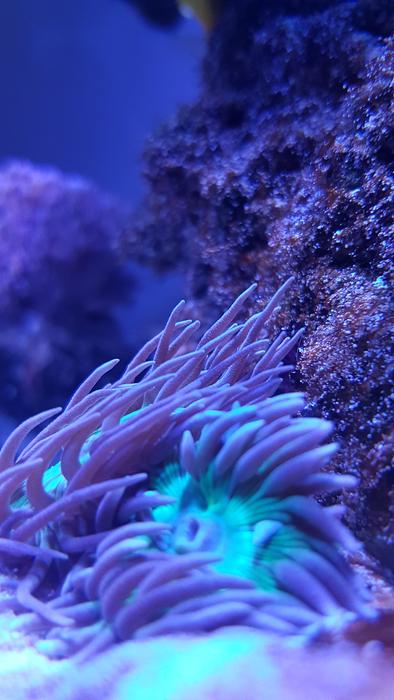 Underwater Coral Nature