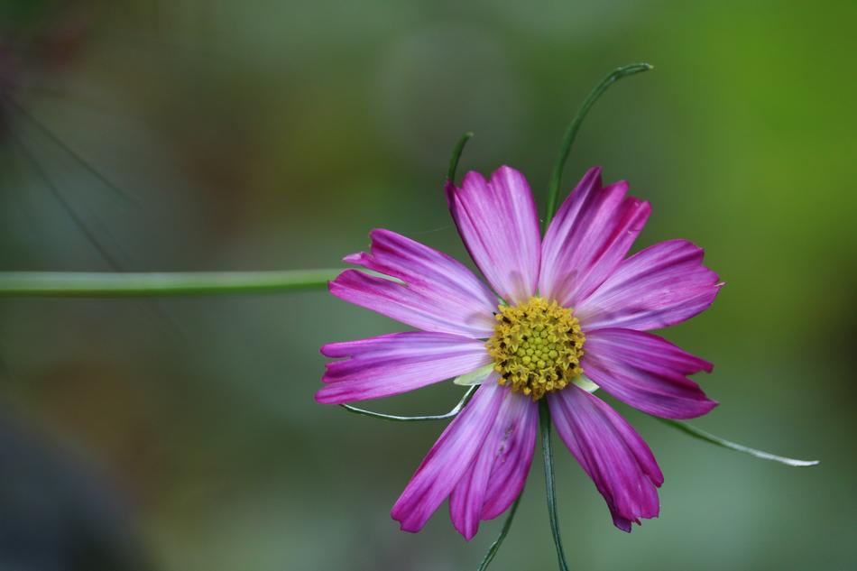 Flower Violet Pink Purple