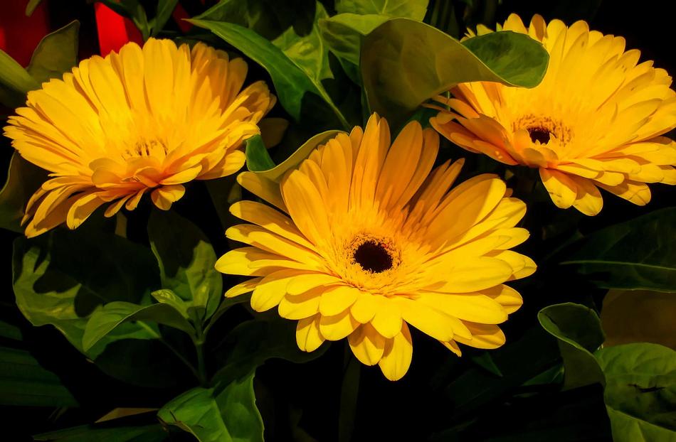 Flora Flower Nature