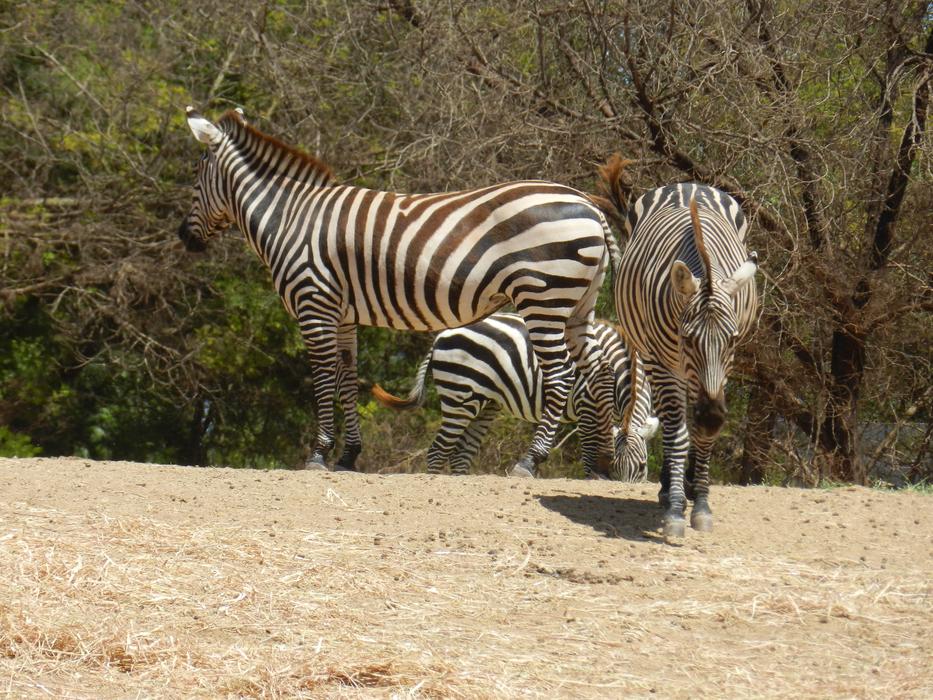 Zébre Africa Animal Nature