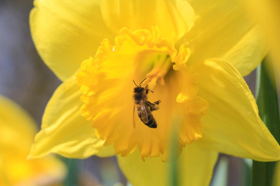 Nature Flower Plant Narcissus