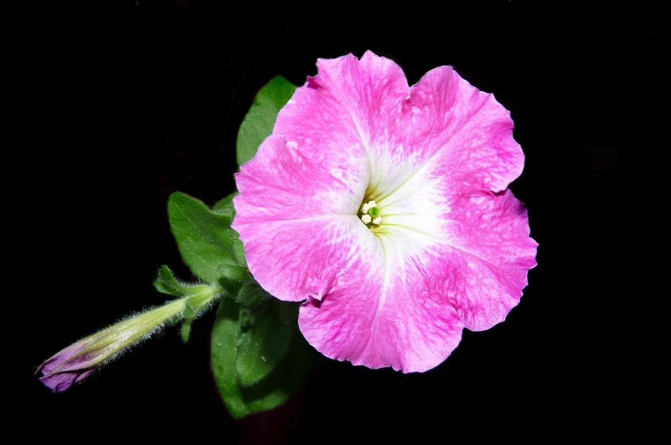 Petunia Pink