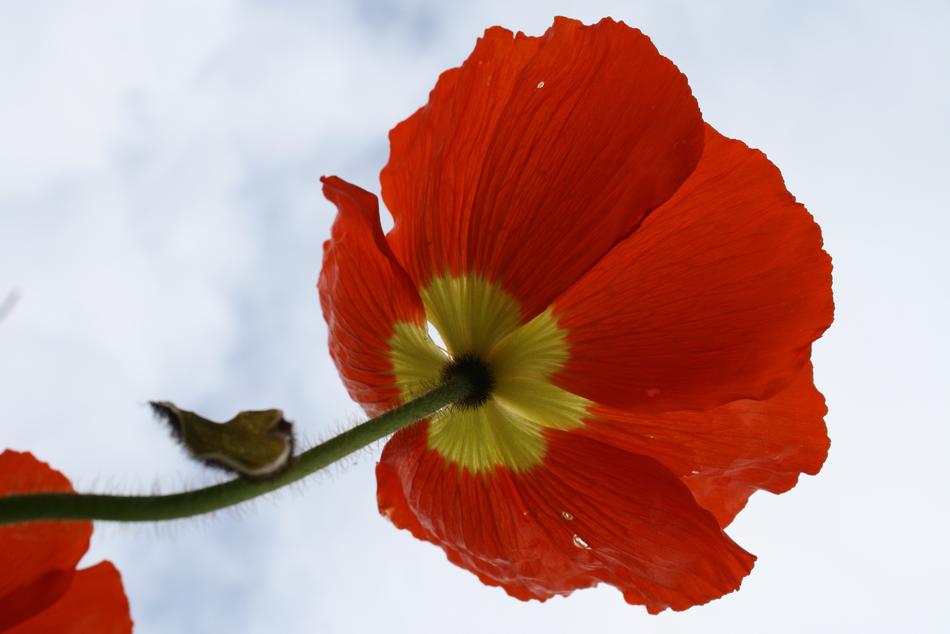 Flower Nature Petal