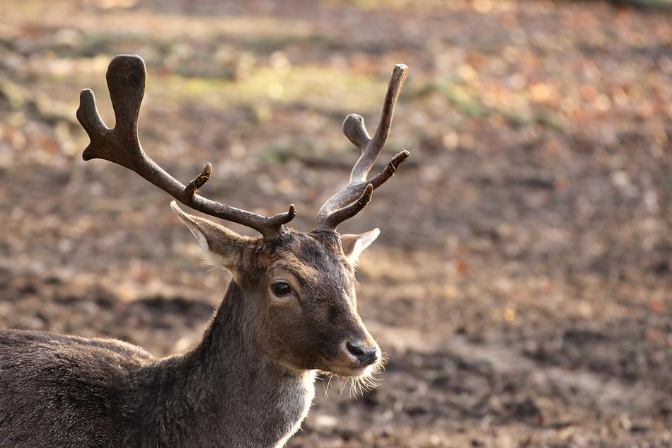 Roe Deer Antler Rehkopf