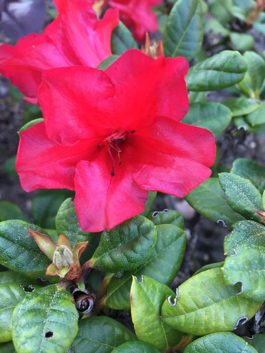 Pink Leaves Flower