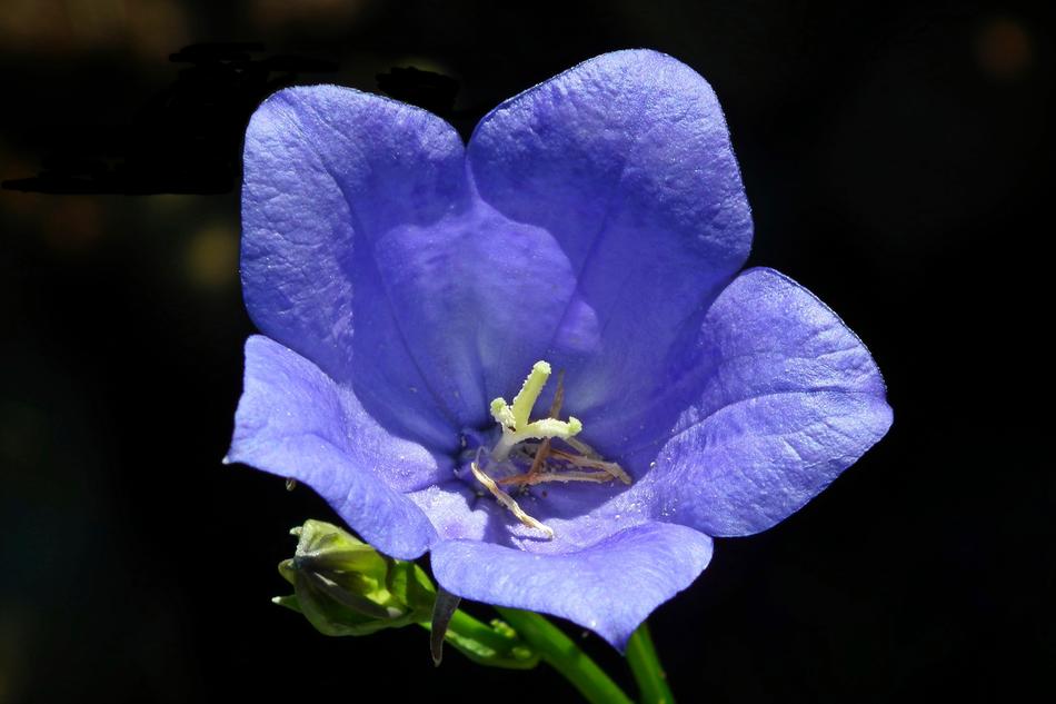 Flower Rozwar Blue