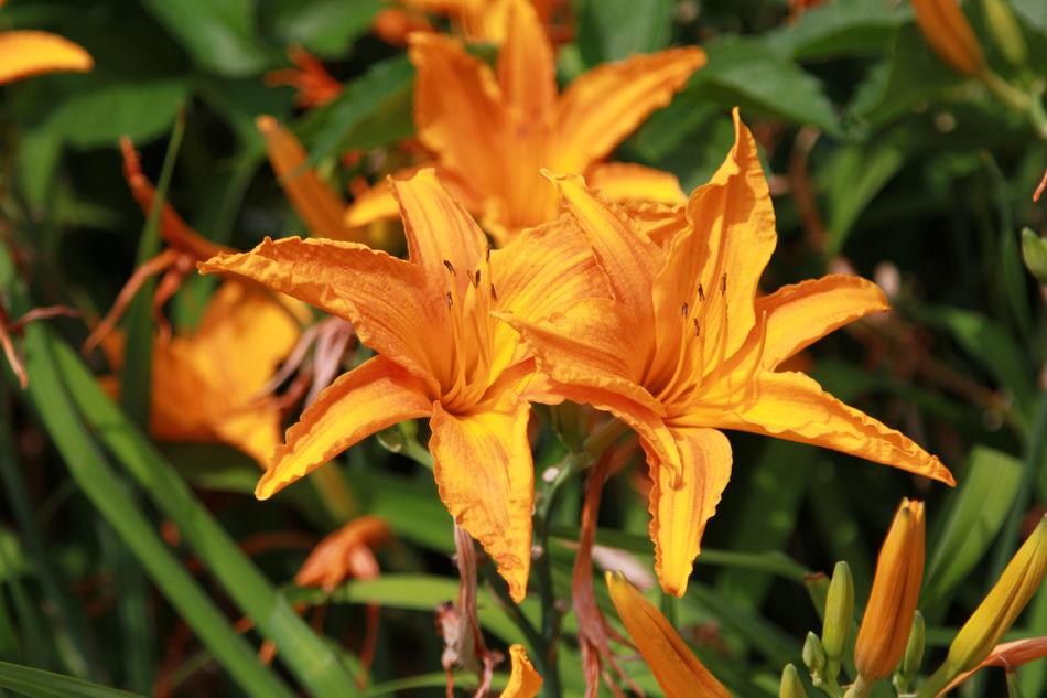 Flower Plant Nature