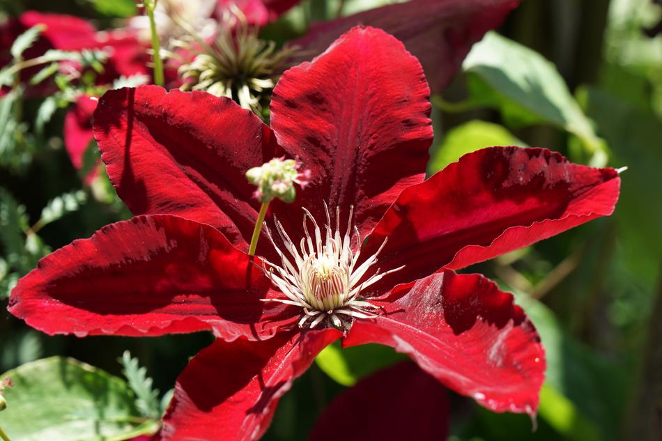 Nature Flower Plant