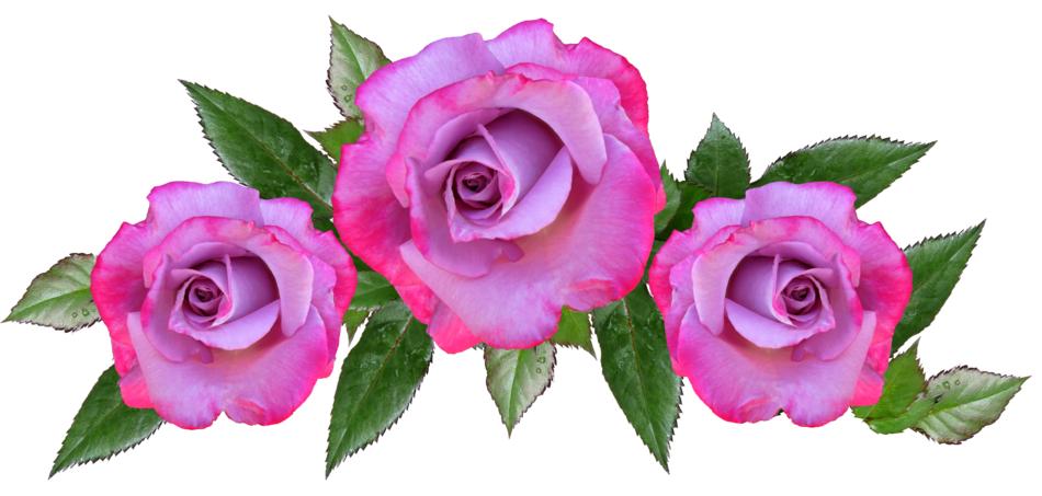 Rose Flower Floral