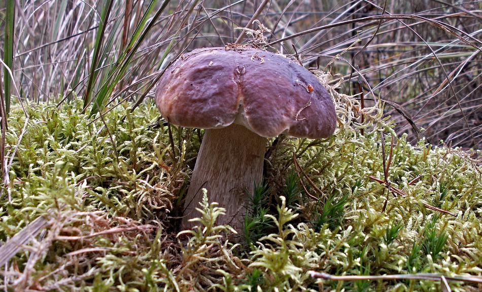 Mushrooms Nature Mushroom