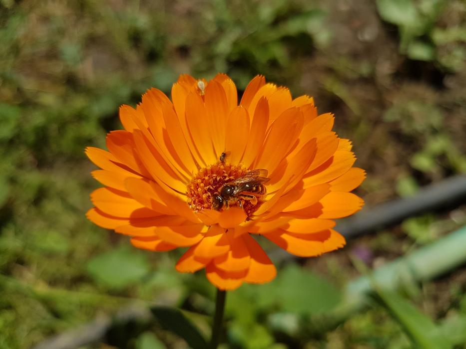 Flower Bee