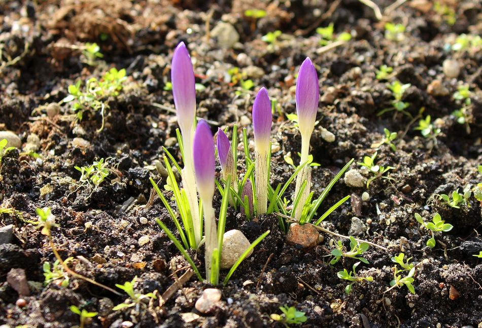 crocuses in green plants