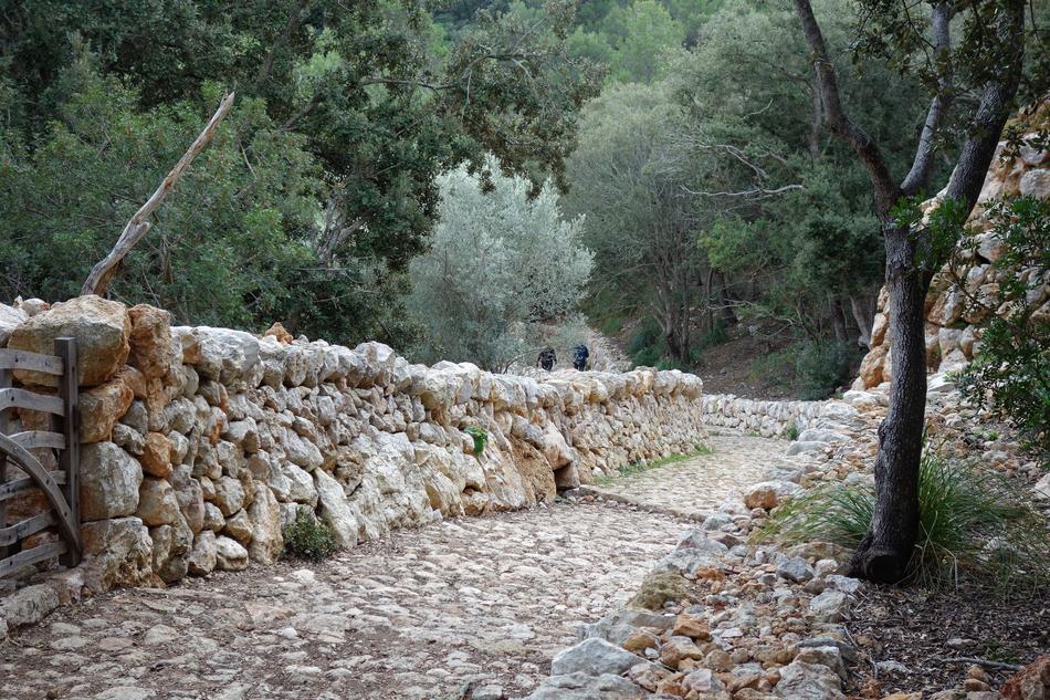 Nature Stone Tree