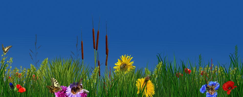 Flower Nature Plant