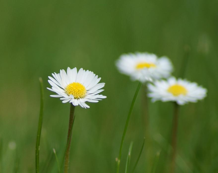 Nature Meadow Grass