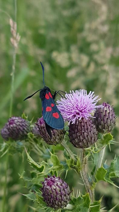 Nature Flower Summer
