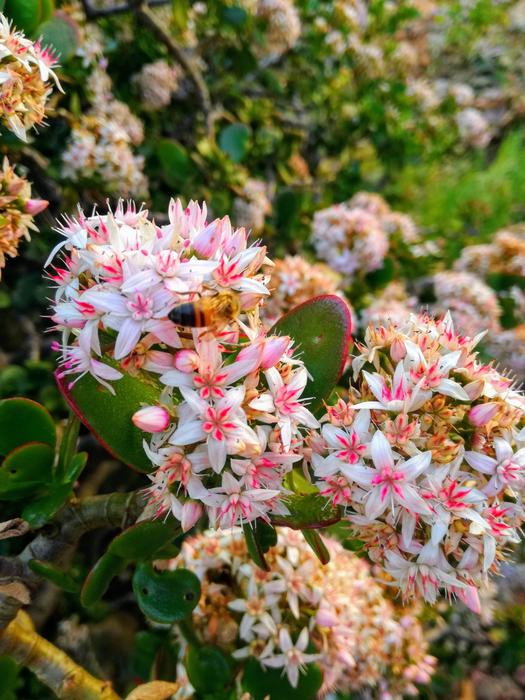 Flower Bee Insect