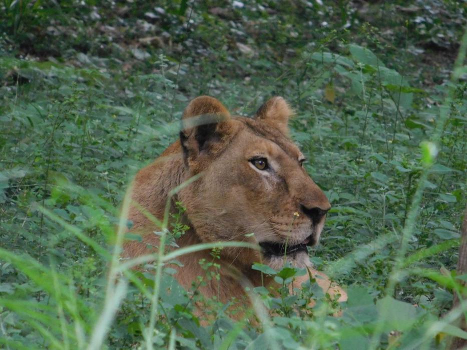 Lion Grass