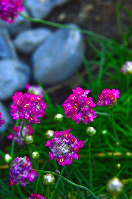 Pink Flower Little