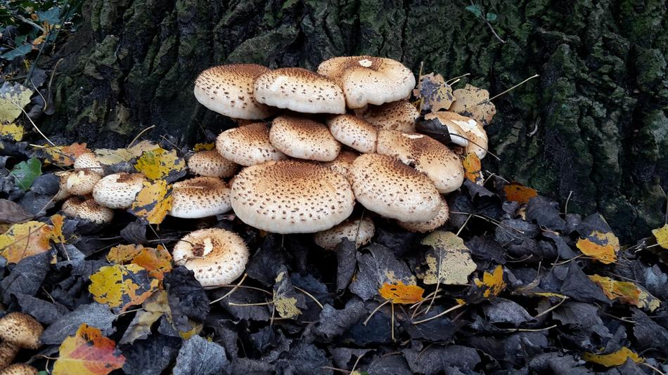 Fungi Mushroom Nature Toxic