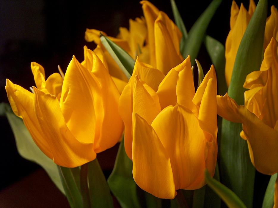 Tulip Nature Flower
