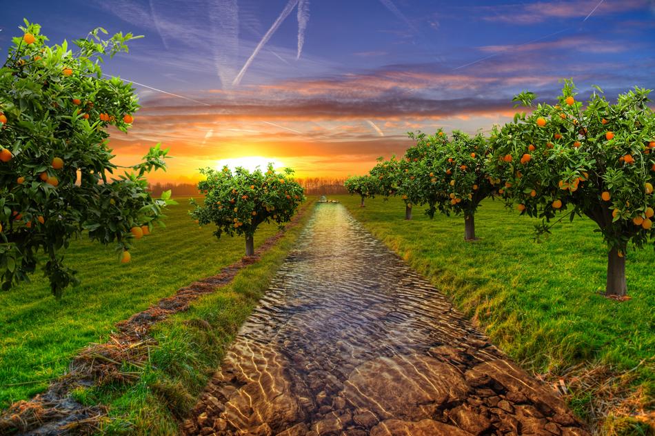 beautiful darling in a green meadow with orange trees