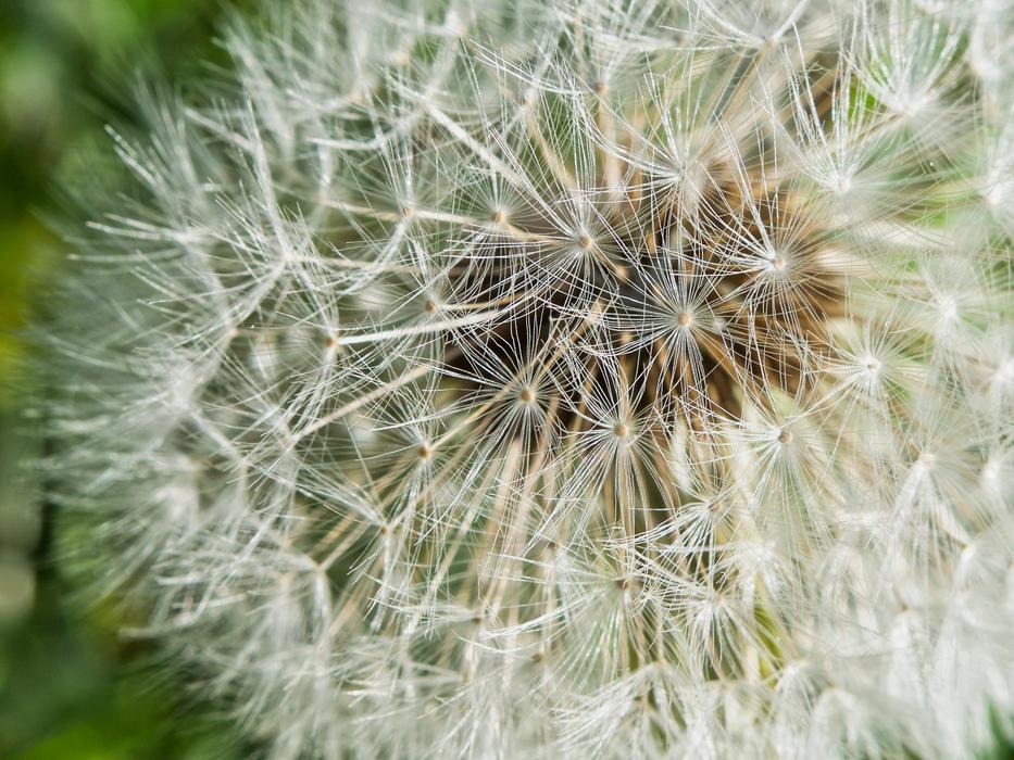 Dandelion Seeds Close Up Common