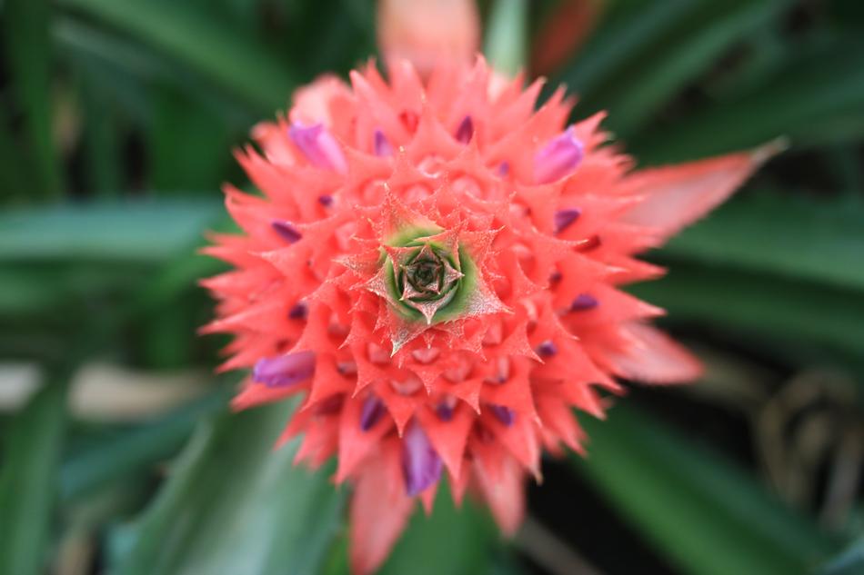 Pineapple Comosu Blossom