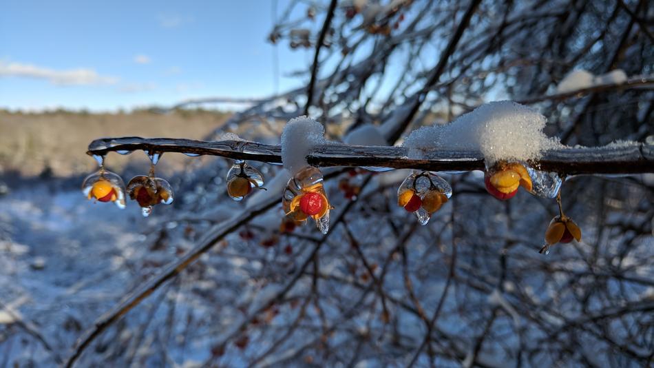 Tree Nature Winter