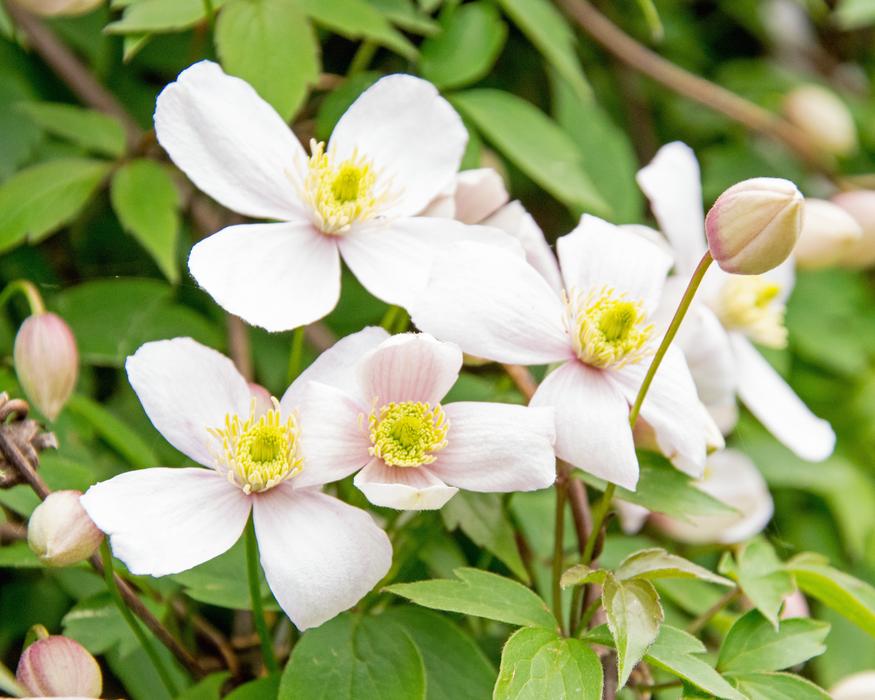 Clematis Flower Real