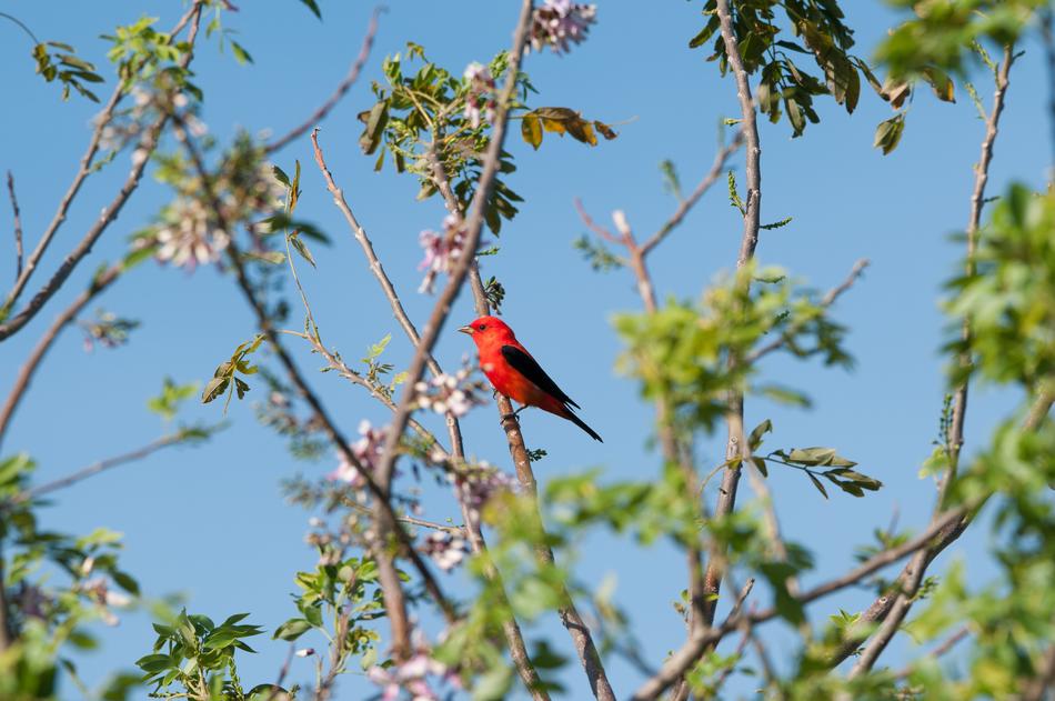 Tree Nature Bird