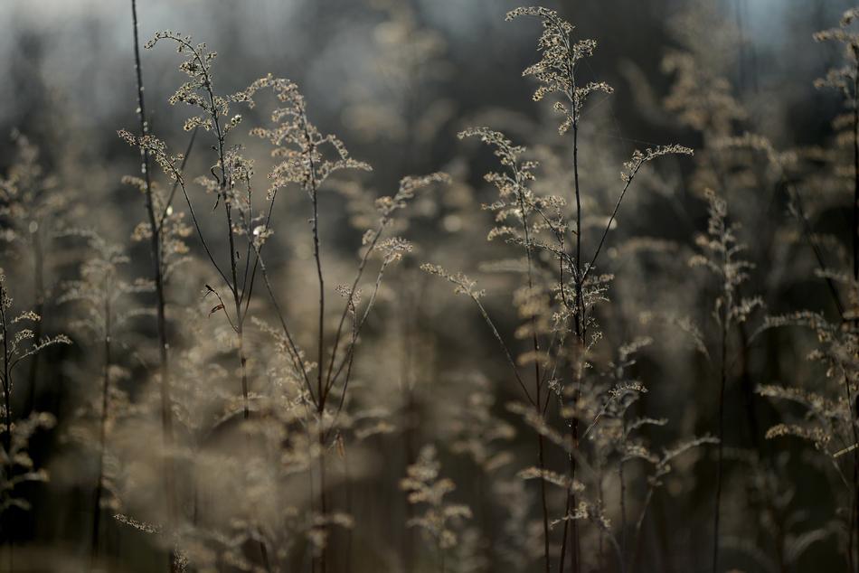 Nature Season Landscape