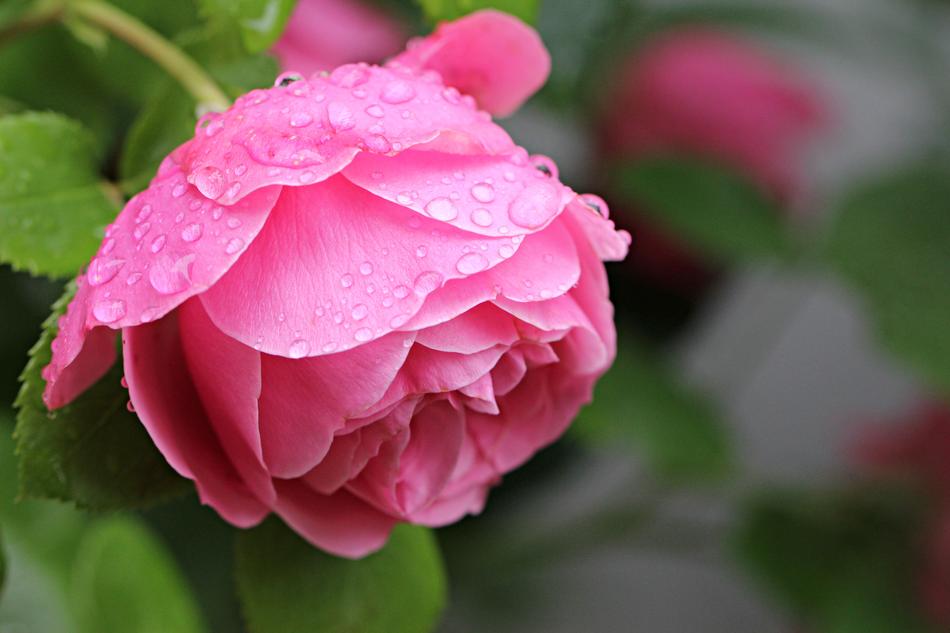Flower Nature Rose