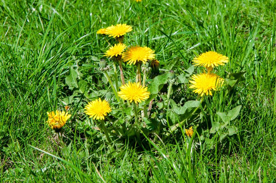 Flowers Dandelion Sun Summer