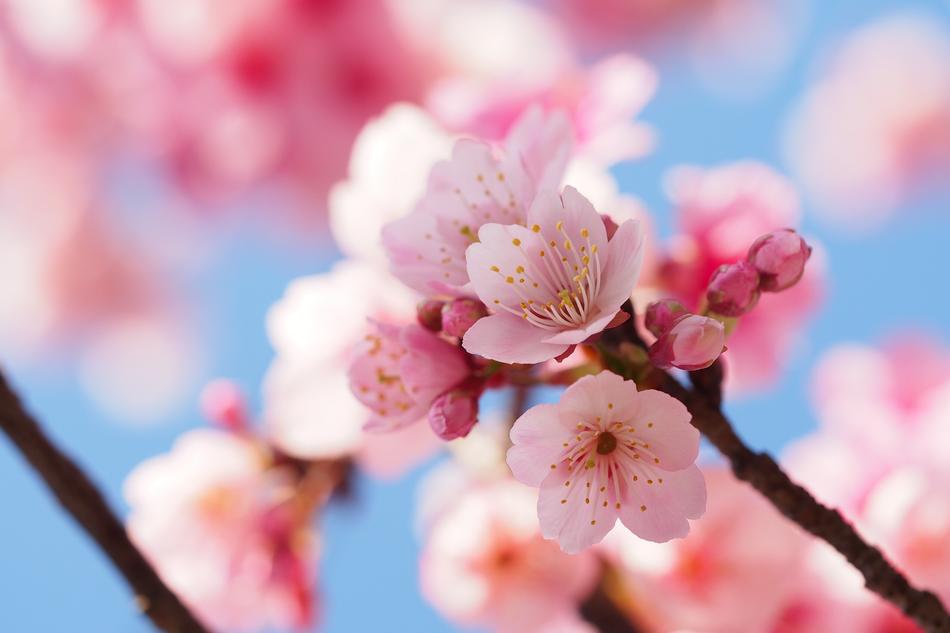 Cherry Wood Branch Flower
