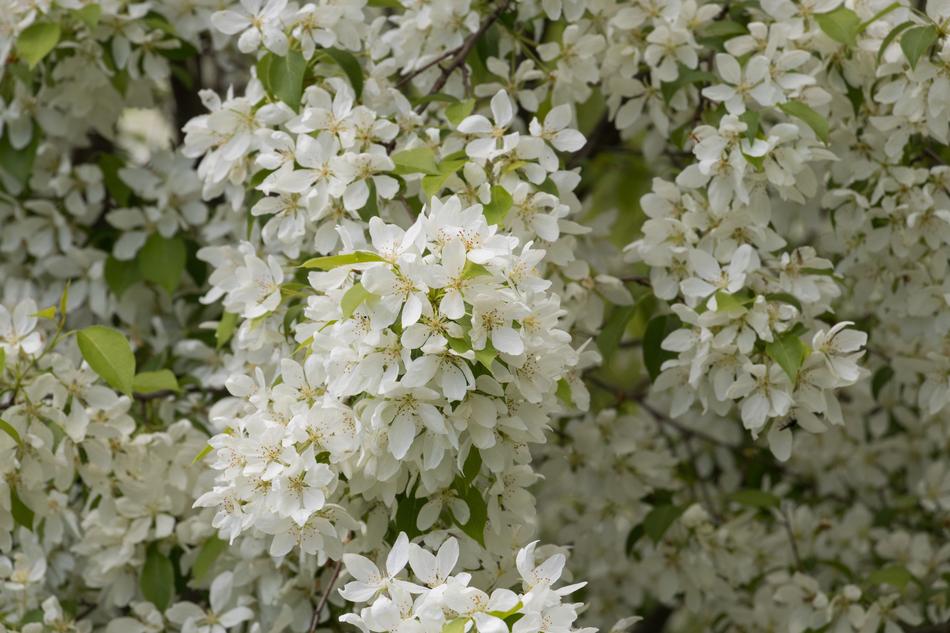Plant Flower Nature