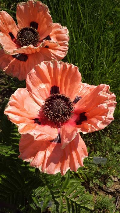 Flower Blossom Bloom