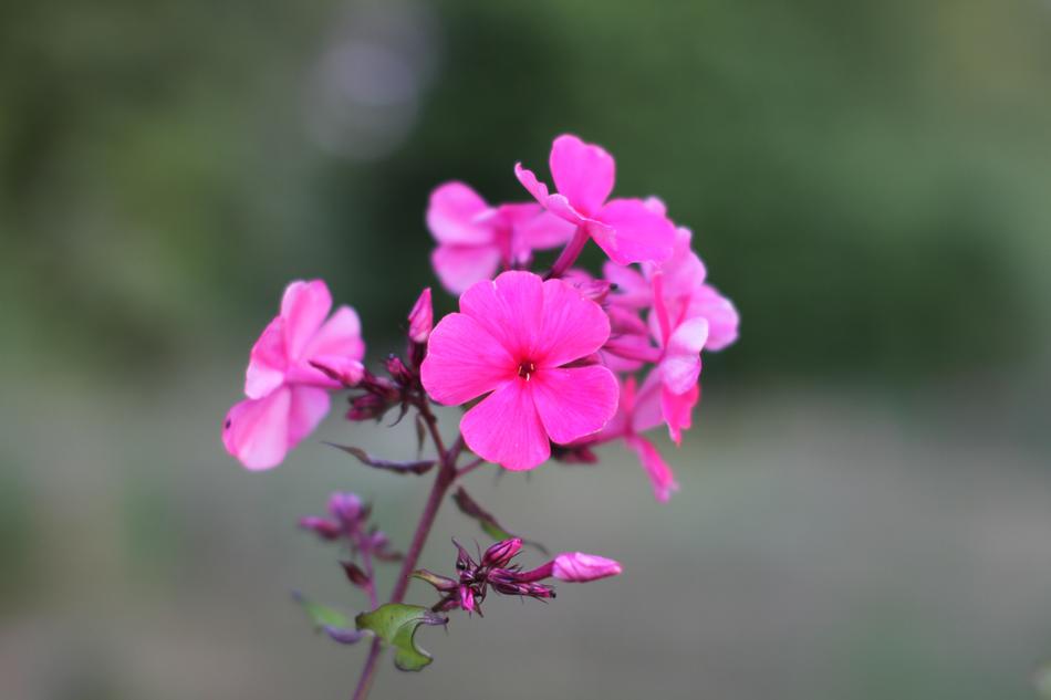 Flower Nature Flora