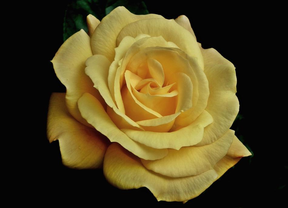 Rose Yellow Flower