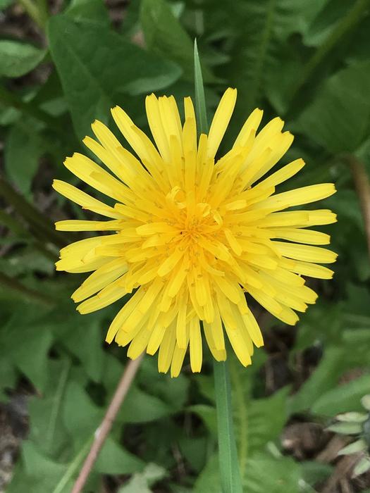 Flower Nature Plant