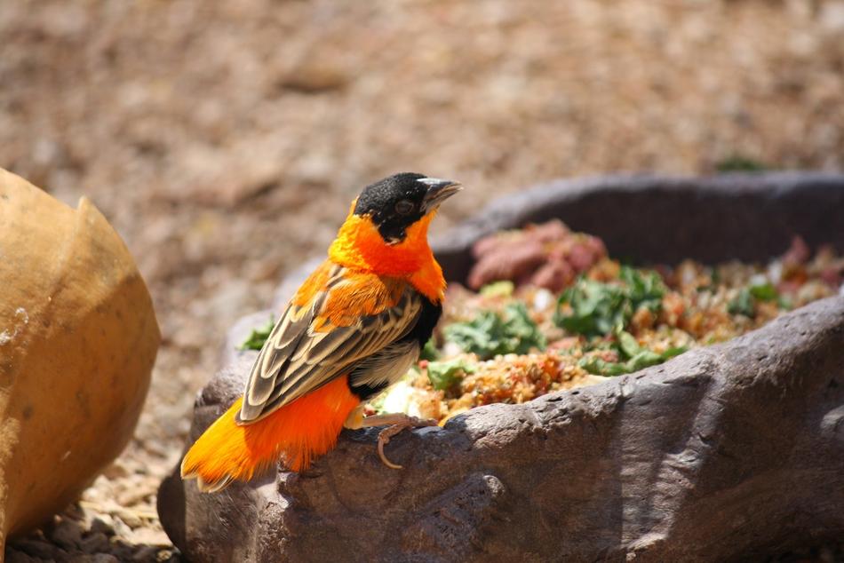 Nature Bird Wildlife