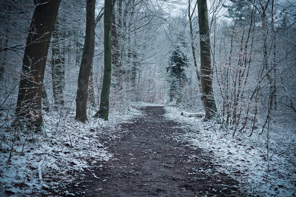 Winter Wood Nature