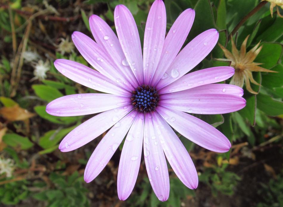 Nature Plant Flower